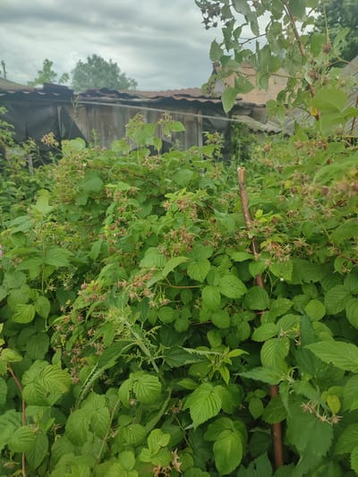 This media file depicts a close-up view of raspberry bushes in a garden setting, likely in Eliukkasy, Russia. The foreground is dominated by lush, green raspberry leaves and branches, some of which are laden with unripe, developing berries. The berries are small and appear to be in various stages of growth, mostly a pale green or reddish-brown hue. A rustic wooden stake is visible, partially embedded within the foliage, possibly used for support.

In the background, weathered wooden structures with corrugated roofs are visible, suggesting a rural or semi-rural environment. These structures appear somewhat dilapidated. Beyond the structures, a few trees can be seen, and the sky above is overcast with heavy, grey clouds. The lighting suggests it is daytime, likely a cloudy or inclement weather day, given the subdued light and the color of the sky. The overall impression is one of a natural, somewhat unkempt garden area, potentially in the summer or early autumn when berries are forming. There is no text visible in the media file.
