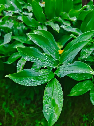 This is a close-up, vertical shot of lush green foliage, likely in a garden or natural setting. Water droplets, likely from rain or dew, are visible on the surface of the broad, veined leaves, creating small, reflective spheres. The leaves are arranged in clusters and appear healthy and vibrant. The background is a darker, out-of-focus blur of more greenery and hints of darker soil or ground cover. The lighting is soft, with some highlights reflecting off the water droplets. The image conveys a sense of freshness and the aftermath of rain. The location is specified as Свистуха (кузяевский С/о), Russia, suggesting an outdoor, possibly rural or suburban, environment within that region. No people or specific objects beyond the plants and water are depicted.