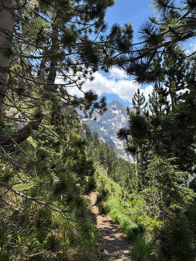 This image depicts a mountain landscape seen through the branches of pine trees. In the foreground, dense pine branches frame the view, with their needles creating a textured pattern against the sky and distant mountains. A narrow, dirt hiking path winds its way through the grassy terrain to the right of the frame. Beyond the path, a lush green slope is covered with various trees and vegetation. In the background, a majestic, snow-capped mountain rises against a bright blue sky dotted with white clouds. The scene suggests a wilderness area, likely a hiking trail in a mountainous region. The location is identified as Jošanica, Montenegro. No people are directly visible in the image, though the presence of a hiking path implies human activity.