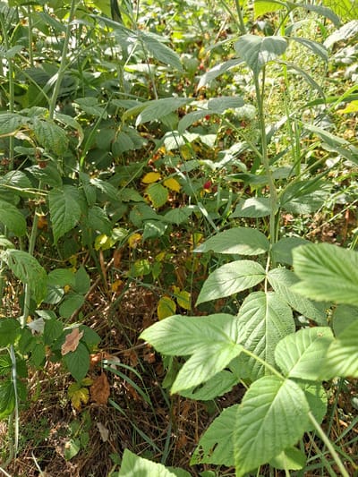 This media file depicts a close-up, overhead view of dense green foliage with some yellowing leaves interspersed, suggesting an outdoor, natural setting. The subjects are primarily the leaves and stems of various plants, with hints of dry grass and soil visible beneath. The leaves are varied in shape and size, with some appearing lobed and others more elongated. The lighting suggests it is daytime, with sunlight filtering through the leaves, creating shadows and highlights. The overall impression is one of a wild, uncultivated area, possibly a meadow or the edge of a woodland. There are no people or identifiable objects, and no text is visible. The scene is static, with no specific activity taking place. Given the location context of Reutyntsi, Ukraine, this could be a snapshot of the local flora during a particular season.