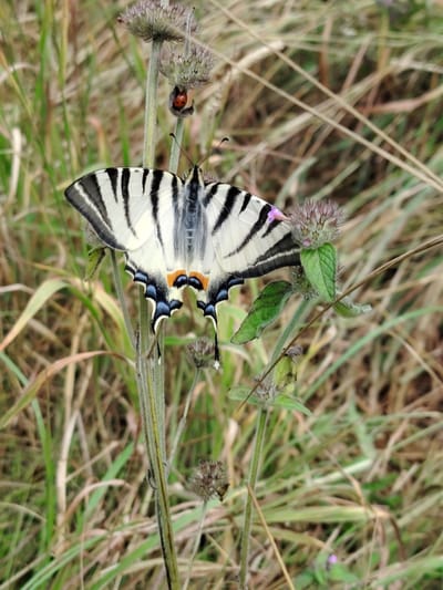 In Balyko-Shchuchynka, Ukraine, a close-up, eye-level, vertical shot focuses on a scarce swallowtail butterfly perched on a dried, green-stemmed plant. The butterfly's wings, predominantly white with bold black stripes, are open, revealing intricate patterns. The hindwings feature striking blue and orange markings near the edges, with thin, black tails extending downwards. A small, pinkish-purple flower is visible on the plant near the butterfly's wings. The background is a blurred tapestry of dry grass and some green foliage, suggesting a natural, outdoor setting. A tiny red ladybug is also visible on a dried flower head above and to the left of the butterfly. The lighting is natural, casting soft shadows and highlighting the details of the butterfly and the plant.