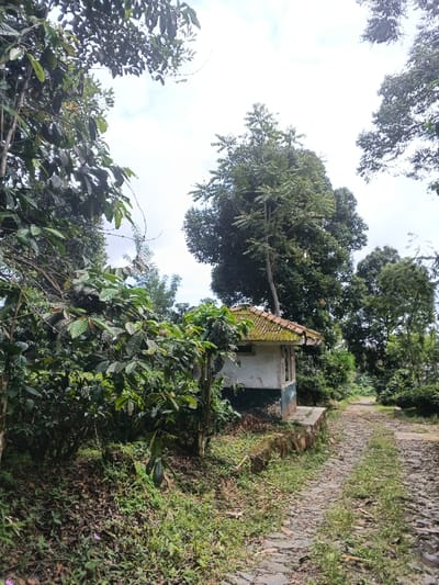 A small, weathered building sits beside a cobblestone path, partially obscured by lush greenery. Trees surround the structure, their canopies reaching towards a cloudy sky. Moss grows on the building's roof, indicating age and dampness. The path leads onward, suggesting a journey through the verdant landscape.