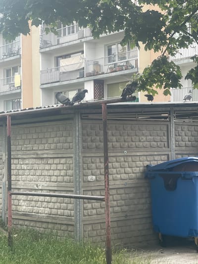 A group of pigeons are perched on a metal railing above a grey, brick-patterned concrete wall. To the right of the wall, a large blue dumpster with a partially open lid is visible. In the background, a multi-story apartment building with balconies and trees in the foreground can be seen. The scene appears to be located in an outdoor urban setting in Konstantynów Łódzki, Poland.