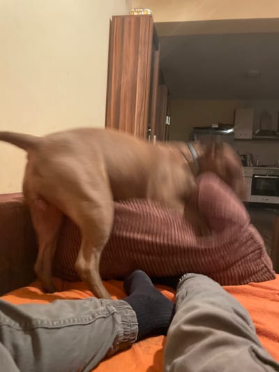 The image depicts a domestic scene inside a room. In the foreground, a person's legs are visible, wearing grey trousers and dark socks. They are lying on an orange blanket. Behind the person, a large, reddish-brown corduroy cushion is prominently featured. A brown dog is in motion, partially obscuring the cushion. The dog's hindquarters and tail are clearly visible, and its body appears blurred due to movement. The background shows a wooden cabinet and a glimpse of a kitchen area with cabinets and appliances. The overall lighting suggests it is either evening or indoors with artificial light. There is no discernible indication of the location being in Malevo, Bulgaria.