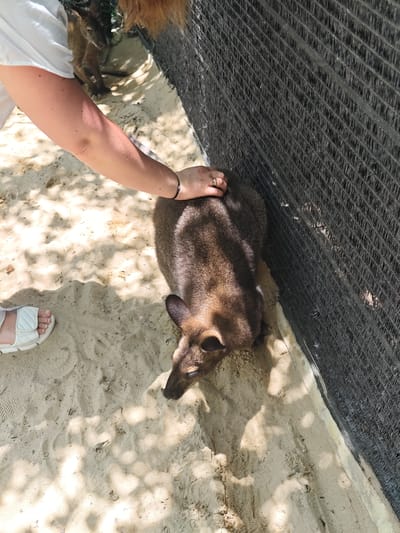 The image shows a person's hand gently petting the back of a wallaby. The wallaby is brown and appears to be lying on a sandy surface, possibly an enclosure. A black mesh fence runs along the right side of the frame. In the background, another wallaby can be seen. The scene is lit by sunlight, casting shadows on the sand. The setting is likely an animal sanctuary or zoo in Phước Hải, Vietnam, given the presence of the wallabies and the sandy, possibly tropical environment.