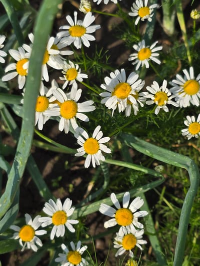 A close-up, overhead shot captures a cluster of bright white daisies with yellow centers, interspersed with the broad, green stalks of what appear to be onions or similar plants. The daisies are in various stages of bloom, some fully open, others partially closed, and a few buds are visible. The background is a dark, loamy soil with hints of green foliage. The scene appears to be a garden or natural setting, possibly in the city of Ермолаево, Russia, illuminated by natural sunlight, casting soft shadows and highlighting the textures of the petals and leaves.