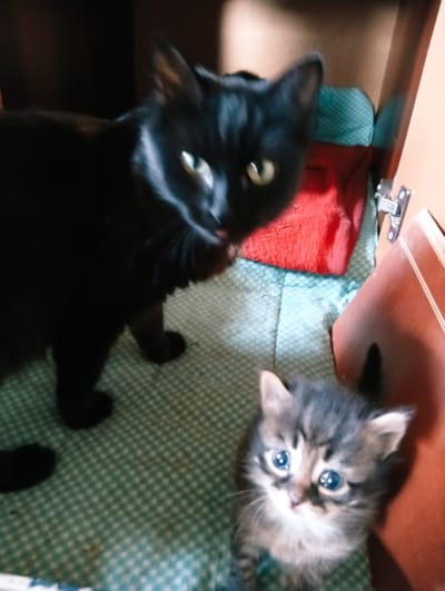 This media file shows two cats, an adult black cat and a small tabby kitten. The adult cat is on the left side of the image, partially blocking the view of the kitten. The kitten is in the foreground on the right, looking up at the camera with wide blue eyes. Both cats are indoors, in what appears to be a closet or cabinet. The floor is covered with a green and white checkered cloth. Behind the cats, there are some red and blue fabric items, possibly blankets or towels. A cabinet hinge is visible on the right side of the image, suggesting the cats are inside a piece of furniture. The lighting is dim, typical of an indoor setting, and there are no indications of the time of day or weather conditions. The overall scene conveys a sense of domesticity and companionship between the two feline subjects. There is no visible text in the image.