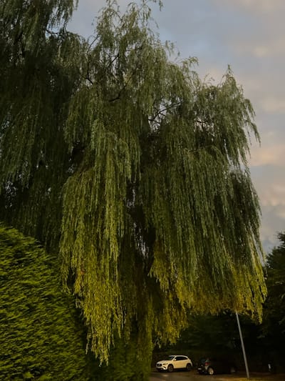 The image displays a large, mature weeping willow tree (Salix babylonica) dominating the frame in an urban or suburban setting within Anderlecht, Belgium. The tree's numerous slender, green-leafed branches cascade downwards, partially obscuring the background. To the immediate left, a dense, dark green hedge or large shrub is visible. The sky above is overcast, featuring muted blue-grey tones with subtle hints of pinkish clouds.
In the lower right portion of the scene, a paved surface, likely a road or parking area, is present. Two vehicles are parked on this surface: a white SUV, consistent with a Mercedes-Benz GLA-Class, and behind it, a dark-colored compact car, mostly obscured by the willow's foliage. A slender, grey pole, resembling a lamppost or utility pole, stands vertically near the parked vehicles. No individuals or overt actions/interactions are depicted. The lighting is diffused, indicative of an overcast day or dusk/dawn conditions.