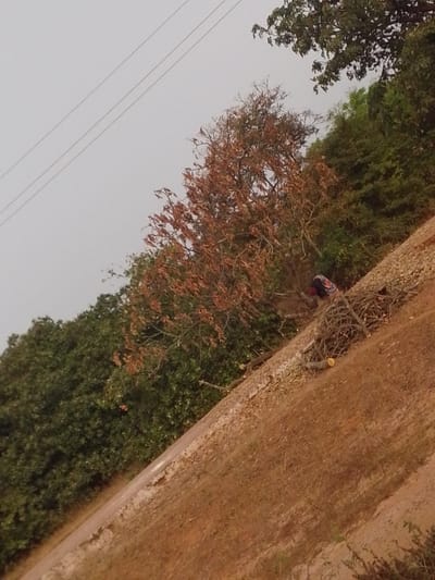 This image depicts an outdoor scene in Oturkpo, Nigeria, observed from an elevated position with a noticeable diagonal tilt. The upper portion shows a light gray, overcast sky traversed by two thin, dark utility lines. Below the sky, a dense line of dark green deciduous trees and bushes forms the left and upper-right background.
In the mid-ground, a prominent tree with reddish-brown, dry or dormant leaves stands centrally, partially obscuring the green foliage behind it. To the right and slightly below this tree, on a reddish-brown dirt slope, a single individual is visible. This person is hunched over, wearing what appears to be a patterned top with red, blue, and white elements, and possibly a dark head covering. They are actively engaged with several piles of cut wood and branches scattered on the dry ground beside them. The cut wood includes both smaller branches and larger logs with freshly cut ends.
A narrow, light-colored dirt path or road runs diagonally from the mid-left towards the bottom-center, separating the dense green vegetation on the far left from the reddish-brown, sparsely vegetated slope in the foreground. The ground on the slope is predominantly reddish-brown earth, indicating dry conditions.