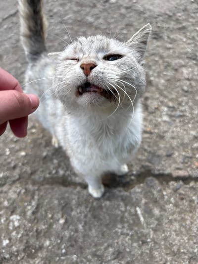 A high-angle, eye-level view captures a cat reaching up towards a human hand. The cat, predominantly white with gray accents on its head, ears, and tail, appears to be standing or sitting on a cracked, gray concrete surface. The cat has its mouth slightly open, revealing teeth. The cat is looking up at the camera with blue eyes. Only the fingers of the human hand are visible in the bottom center of the image, suggesting an interaction with the cat. The location is not specified, so I can not provide you with the city.