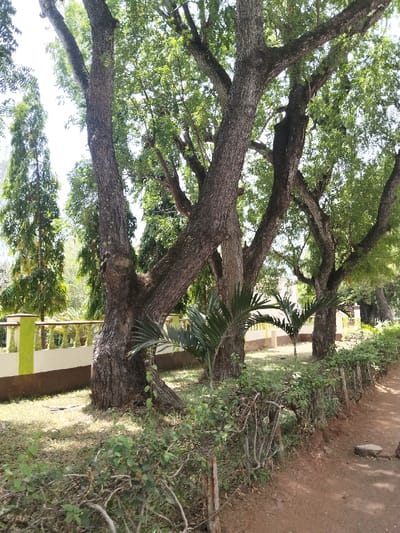 The scene, located in Waa Ngombeni ward, Kenya, depicts an outdoor environment under bright natural light. A reddish-brown dirt path occupies the lower right foreground, bordered by a low, green leafy hedge secured by slender, dark posts. To the left of the path, a grassy area with sparse ground cover extends towards a line of mature trees. These trees, characterized by thick, textured dark brown bark and dense green canopies, dominate the mid-ground and upper frame. Two smaller, palm-like plants with bright green fronds are positioned in the grassy area, nestled between the bases of the larger trees. Behind this foliage, a low architectural wall is visible, featuring a cream-colored base and light green baluster-style elements along its top. Further in the background on the left, several tall, slender evergreen trees are present. The sky, visible through the tree canopy, is bright and light-colored. No individuals, animals, actions, or interactions are observed within the frame.