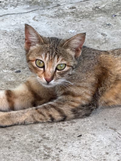 A tabby cat with green eyes lies on a grey concrete surface. The cat's fur is a mix of brown, black, and tan stripes. Its ears are pointed upwards, and its front paws are stretched out in front of it. The concrete appears to be a sidewalk or pathway, with small stones and debris scattered across its surface. The background is out of focus, but suggests an outdoor setting. The image was taken in the city of Voskehat, Armenia.