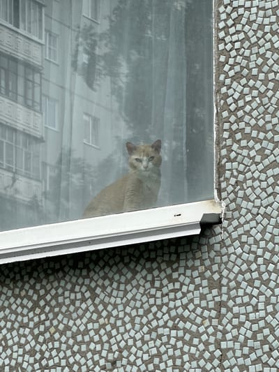 An orange cat sits on a windowsill of a building in Severodvinsk, Russia. The cat is looking out the window at a blurry reflection of a building and trees. The building has a mosaic facade.