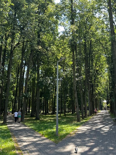The image depicts a park in Shchapovo, Russia, on a sunny day. Tall, mature trees line both sides of a paved pathway, casting dappled shadows. The pathway forks in the foreground, with one branch leading towards two individuals walking away from the camera and another leading further into the park. A lone pigeon stands on the right-hand side of the pathway. In the background, several more people can be seen on benches and walking along the path. The park is well-maintained, with green grass and sunlight filtering through the dense foliage.