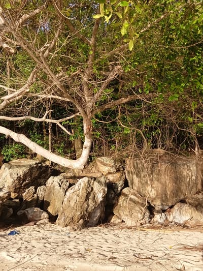 An image depicts a sunlit beach in Baan Pang Ka, Thailand, featuring a gnarled tree with a bent trunk arching over large, weathered rocks. The sand is scattered with dry leaves and twigs, and a small piece of blue plastic is visible in the lower left corner. Behind the rocks, dense green foliage forms a thick wall of vegetation. The lighting suggests it is late afternoon or early morning, with long shadows cast across the sand. There are no people or animals visible in the scene.