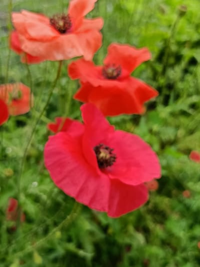 A high-angle, slightly blurry photograph shows a cluster of bright red and orange poppies in a garden setting. The poppies are the main subjects, with their petals appearing delicate and slightly translucent against a backdrop of green foliage. The foreground features a large, vibrant red poppy, its center a dark, textured brown. To its upper left, an orange-red poppy is visible, and further back and to the right, another red poppy is partially obscured by the foreground bloom. The background is a soft, out-of-focus blur of green leaves and stems, suggesting a natural, outdoor environment. The image does not contain any people or man-made structures that would indicate a specific location within the city of Barkhatovo, Russia. The focus is entirely on the flora, capturing the ephemeral beauty of the blooming poppies.