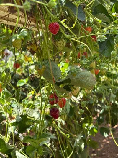 This image captures a close-up view of strawberry plants growing in an outdoor setting, likely a farm or garden. The plants are lush with green leaves and stems, interwoven with various stages of strawberry development. Ripe red strawberries are visible, interspersed with unripe green ones and some that appear to be partially ripe, showing a blend of red and green. The lighting suggests it is daytime, with sunlight dappling through the foliage, creating areas of light and shadow. The background is a blur of green and brown, hinting at more plants or the ground cover of the agricultural area. The scene is characterized by the natural growth of the strawberry plants, with some stems arching and others supporting the fruit. The overall impression is one of natural abundance and growth. Based on the provided location information, this scene is situated in Gderot Regional Council, Israel.