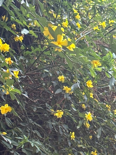 The image shows a dense shrub with small, bright yellow flowers interspersed among green leaves. The branches of the shrub create a tangled, interwoven structure, with a dark background visible through the foliage. The flowers are the primary subject, suggesting a focus on the plant's blooming period. The location within Tetela Del Monte, Mexico, is not discernible from the visual elements of the image alone.