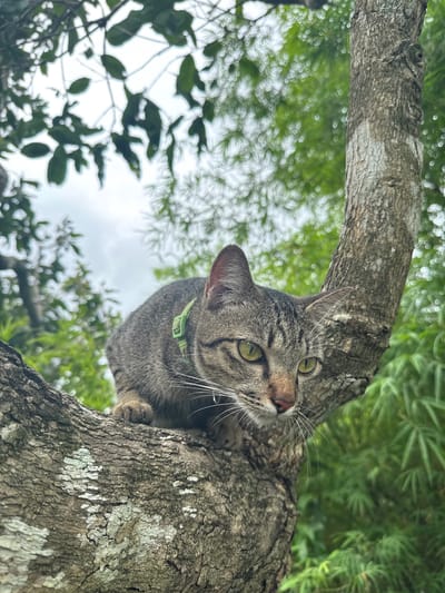 A tabby cat with a green collar is perched on a thick, textured tree branch. The cat is facing right with its body partially obscured by the branch. Its ears are perked, and its green eyes are focused forward. Long white whiskers extend from its nose. The tree branch is rough and uneven, with patches of light-colored lichen. The background is filled with blurred green foliage, suggesting a lush, outdoor environment. The sky above is overcast. The scene is set in the Ko Pha-ngan District of Thailand.