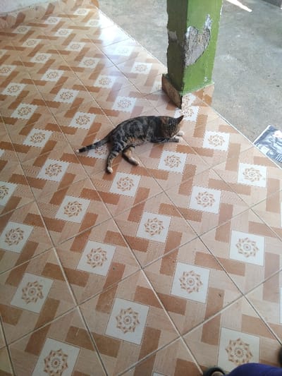 A cat with black, brown, and beige fur lies on a patterned tiled floor, its body stretched out and limbs extended. The floor features square tiles with white centers and tan floral designs, surrounded by alternating tan and orange geometric patterns. The cat is positioned near a green ledge or beam, with concrete visible in the background. A partial view of a person's legs and feet in blue pants is seen on the upper right corner of the image.