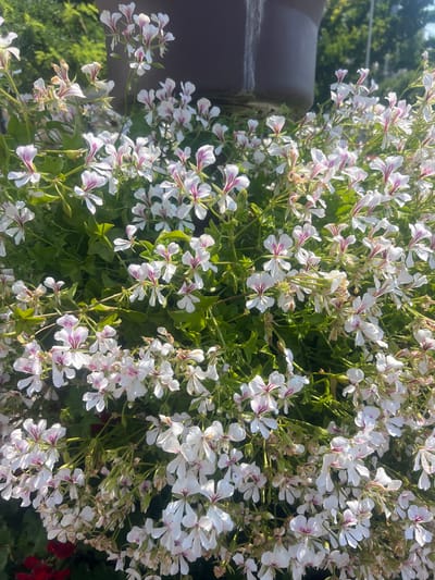 The image shows a close-up, overhead view of a cluster of white and pink flowers, possibly geraniums, with green foliage. The flowers have delicate petals with dark pink or magenta markings on the upper petals. Some of the flowers are in full bloom, while others are in bud or have wilted. In the background, out of focus, is a dark brown planter and some blurred green trees and a hint of a bright blue sky. The lighting suggests it is daytime, with sunlight casting shadows. The scene appears to be an outdoor setting, likely a garden or a public space in Iași, Romania, given the context. There are no people or animals visible in the frame. The focus is entirely on the floral display.
