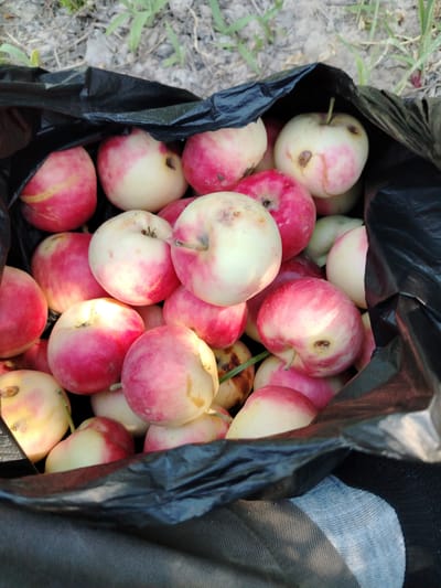 A black plastic bag filled with ripe apples is placed on the ground in Usto Xo‘jamat, Uzbekistan. The apples are a mix of red and yellow, with some showing signs of bruising. The ground is covered with dirt and dry leaves, with green grass growing in the background. The bag is open, revealing a multitude of apples piled inside.