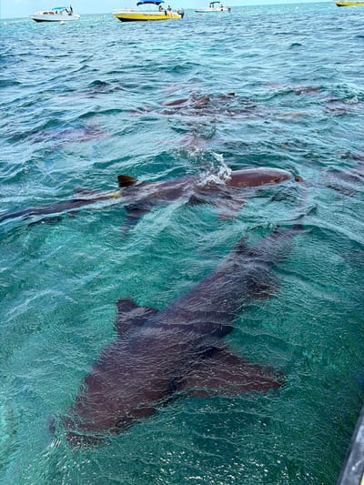 In the clear turquoise waters off the coast of San Pedro Town, Belize, a group of at least six nurse sharks are visible near the surface. The sharks are dark brown in color and range in size, with some appearing to be adult specimens. Their bodies are partially submerged, with fins and backs breaking the surface of the rippling water. In the background, two boats are anchored. The boat on the left is white with a blue canopy, and the boat on the right is yellow with a blue canopy and the text "Ridge & Reef Adventures" on its side. The water is shallow enough to see the sandy bottom in some areas.