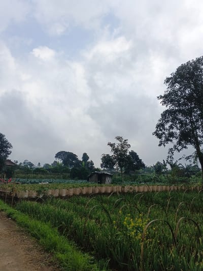 This image presents a serene, rural agricultural landscape in Nipa, Papua New Guinea, under an overcast sky. The scene is rich with various shades of green from cultivated crops and natural vegetation.
In the foreground, a dirt path runs along the left edge, beside a thriving field of tall, green, stalky plants, possibly spring onions or a similar vegetable. These plants are supported by numerous arched structures, likely made of bamboo or wood, and a few small yellow flowers are interspersed among them, adding a touch of color.
The midground features a prominent row of light-colored, possibly white or beige, sacks that appear to be used as planters or for irrigation, each holding smaller green plants. Behind this row, another cultivated area extends, filled with leafy green vegetables, possibly cabbages or other brassicas, indicating active farming. Nestled within these fields is a small, rustic wooden shack, characterized by its weathered appearance and a corrugated metal roof, suggesting a utilitarian structure for storage or shelter.
The background reveals undulating terrain, thickly covered with dense green trees and tropical foliage, hinting at a mountainous or hilly environment. On the far left, some distant structures, possibly houses, are subtly visible amidst the trees. A large tree with dark, heavy foliage stands tall on the right side of the frame, providing a strong vertical element against the sky. Another smaller tree is visible further into the midground, also contributing to the layered greenery.
The sky is heavily overcast with a blanket of grey and white clouds, diffusing the light evenly across the landscape. There are no harsh shadows, suggesting either a cloudy day or early morning/late afternoon. No people or visible text are present in the image. The overall impression is one of peaceful, productive rural life in a lush, natural setting.