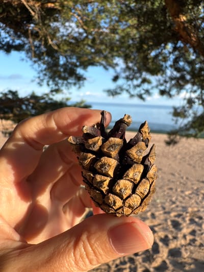 A close-up, eye-level shot shows a person's left hand holding a dry, brown pinecone. The pinecone is positioned in the center of the frame and is detailed with visible scales. The background is out of focus, revealing a sandy beach with scattered shadows, green pine tree branches overhead, and a blurred expanse of the Baltic Sea under a clear blue sky. The lighting suggests it is a sunny day, casting shadows on the sand and highlighting the details of the pinecone and hand. The scene is set in Shepelevo, Russia, near the coast.