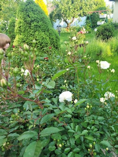 A medium shot captures a garden scene in Navapolski Sel'ski Savet, Belarus. The foreground is dominated by lush green rose bushes with numerous white rose buds and a few blooming white roses. The stems of the roses are a reddish-brown color. A person with blonde hair is visible on the left side of the frame, partially obscured by the foliage, looking towards the garden. In the background, a tall, conical evergreen tree stands prominently. Further back, a swing set with white planters can be seen, along with a lamppost. The environment appears to be a well-maintained residential garden with a focus on flora. The lighting suggests it is daytime, with soft sunlight illuminating the scene.