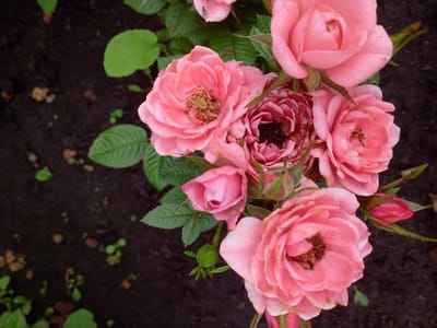 The image is a close-up, high-angle shot of a cluster of pink roses in a garden setting, likely located in Usman, Russia. The roses are the primary subjects, with several blooms in various stages of opening, ranging from tightly budded to fully bloomed. Their petals are a soft pink, with some showing hints of lighter or darker shades. The centers of the open roses reveal intricate petal structures and some are beginning to show signs of wilting or browning. Green leaves and thorny stems are also visible, providing a contrast to the delicate flowers. The background consists of dark, rich soil, with scattered small green sprouts and some fallen leaves or debris, suggesting a natural, outdoor environment. The lighting appears soft, casting subtle shadows and highlighting the textures of the rose petals. There are no people or animals present in the image.