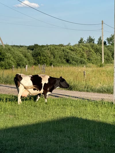 A black and white cow is lying down on a gravel path in a grassy field. The cow is in the foreground, with its head turned to the left. It is a sunny day, and the sun is casting a shadow on the grass to the right of the path. In the background, there are trees and a power line. The setting appears to be rural. The image is oriented vertically, and the scene is viewed from a slightly elevated angle.
