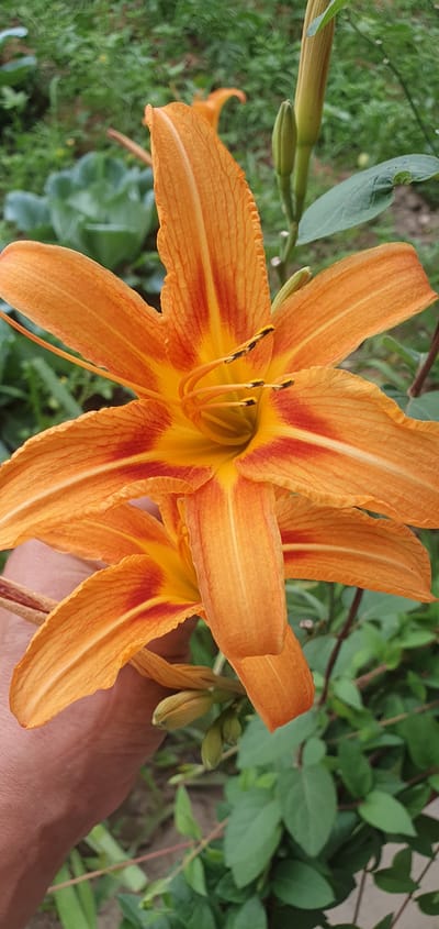The image shows a close-up, slightly angled view of two bright orange daylilies in bloom, with some buds also visible. The flowers have six prominent petals each, with a deeper orange and yellow center. The stamens are visible in the upper flower. A human hand, with visible skin texture and fingernails, is gently holding the stem of the lower flower. The background is softly blurred, showing green foliage, some of which appears to be cabbage leaves, and suggests an outdoor garden setting. The lighting appears to be natural daylight. The scene is located in the city of Shurtang, Tajikistan, within a garden environment.