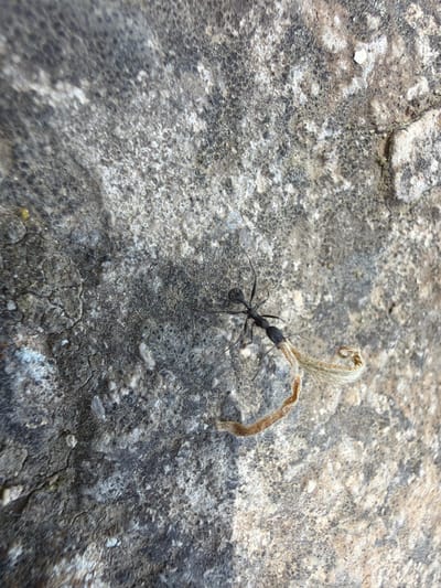 A black ant is prominently featured on a textured, grey rock surface in Olèrdola, Spain. The ant, positioned in the lower-middle of the frame, is carrying a long, thin, dried plant stem or leaf that curls upwards at one end. Its mandibles appear to be firmly gripping the stem. The rock surface is rough and uneven, displaying various shades of grey with some lighter, almost white, patches and darker, possibly lichen-covered, areas that create an intricate pattern. The lighting suggests it is daytime, with soft shadows indicating either an overcast sky or indirect sunlight. The overall scene depicts a small moment of natural activity, highlighting the ant's effort to transport its find across the rugged terrain. There is no visible text in the image.