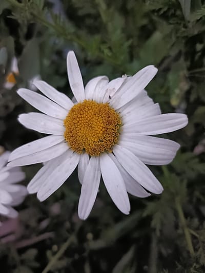 A close-up, low-angle shot focuses on a single white daisy with a bright yellow center. The daisy is in sharp focus, with its petals fanned out. In the background, out-of-focus green foliage creates a natural, outdoor setting. Two small dark insects are visible on one of the petals. The image does not contain any elements that would allow for a specific location within the city of Taraz or the city administration to be identified.