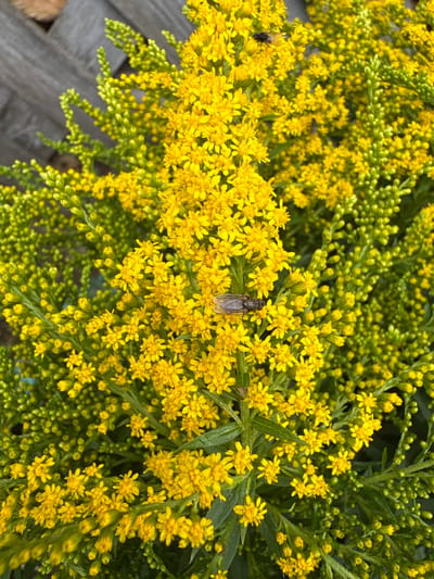 The image shows a close-up view of a cluster of bright yellow wildflowers, possibly goldenrod, interspersed with green buds and leaves. Two flies are visible on the flowers; one is in the upper left portion of the image, and another is positioned slightly off-center to the left, on a bloom. The background is out of focus, but appears to be a wooden surface, possibly a fence or deck, in a subdued gray tone. The image does not provide any specific information about the city of Ветлужский, Russia, or any individuals present.