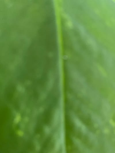 The image is a close-up, out-of-focus shot of a green leaf. The leaf appears to have some lighter green or yellowish variegation. A faint central vein is visible. There are no people, specific objects, or discernable environmental features that would indicate a location in Александровка, Russia or any other specific geographical area.