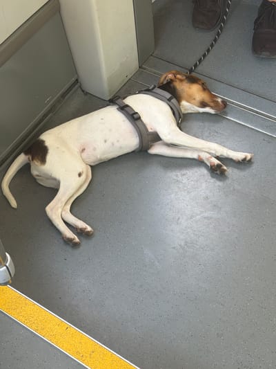 A white dog with brown markings lies on its back on a gray, speckled floor inside a vehicle. The dog wears a gray harness. A pair of brown shoes and a black and white leash are visible near the dog's head. A yellow safety line runs along the edge of the floor. The scene is likely within a tram or bus in Basel, Switzerland.