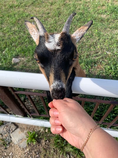 In Малахавецкі сельскі Савет, Belarus, a close-up shot captures a young goat with dark brown, black, and white markings on its face and head. The goat has short, curved horns and large, expressive brown eyes. It is reaching over a white fence, with its head and neck visible. The goat's mouth is near a person's hand, which is extended with fingers slightly curled, offering food. The hand is adorned with a delicate gold bracelet. The background consists of green grass and a brown wooden fence, suggesting an outdoor setting, possibly a farm or rural area. The lighting is bright, indicating a sunny day.