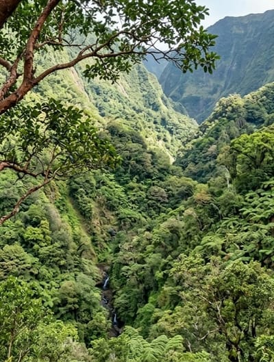 A lush, verdant valley is depicted, with steep, jungle-covered slopes descending into a narrow ravine. A thin waterfall cascades down a rocky incline in the distance. In the foreground, a tree branch with green leaves extends into the frame from the left. The scene is dominated by various shades of green foliage, with ferns and dense trees covering the landscape. The sky is overcast, casting a soft light on the scene. The location is identified as Dolat Rayat, Indonesia.