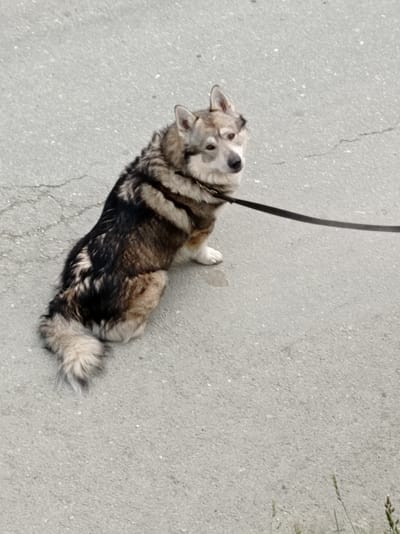 A medium shot captures a fluffy, medium-sized dog with variegated brown, black, and white fur sitting on a grey asphalt surface. The dog has pointed ears, a light-colored muzzle, and is looking upwards and to the right with an alert expression. A black leash is attached to the dog's collar and extends out of the frame to the right. The dog is sitting with its front paws visible and its tail, which is also fluffy and multi-colored, curled around its body. The asphalt surface is textured and shows some cracks and a small wet spot beneath the dog's front paw. The background is entirely the grey asphalt, with a hint of dry grass visible at the bottom right corner. The lighting suggests it is daytime, and the weather appears to be clear. The scene takes place outdoors on a paved surface, likely a sidewalk or street, in Degtyarsk, Russia.