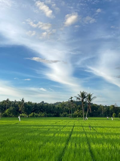 The image depicts a lush green rice paddy field in Seukeumbrok Beurabo, Indonesia, under a bright blue sky dotted with wispy white clouds. The field is neatly cultivated, with visible rows and tracks indicating recent agricultural activity. Several palm trees, characteristic of tropical landscapes, stand tall amidst the verdant expanse, with a dense line of trees forming a backdrop of hills and foliage. Two white flags or markers are strategically placed within the field. The overall scene is one of natural beauty and agricultural productivity, bathed in what appears to be late afternoon or early morning light, casting subtle shadows across the rice stalks. There are no people visible in the image.