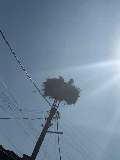 The image, taken in Saedinenie, Bulgaria, shows a large stork's nest constructed on top of a utility pole against a bright, clear blue sky. The nest is made of twigs and branches and appears to be inhabited by at least two storks, silhouetted against the sun. The sun is visible in the upper right corner, casting a strong lens flare. A complex network of power lines crisscrosses the sky and is attached to the utility pole, with some wires sagging. In the lower left corner, the roofline of a building is partially visible. The overall scene depicts a common sight in rural Bulgaria, where storks often build their nests on high structures.