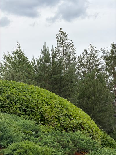 A medium shot captures a lush, multi-layered landscape with various evergreen and deciduous plants beneath a cloudy sky. In the foreground, a dense layer of bright green juniper bushes covers the lower part of the frame, with a slightly darker, richer green of another evergreen shrub beneath it. Behind the juniper, a sloping bank is covered in vibrant green foliage, appearing to be a bush or shrub with many small leaves. Further in the background, several pine trees with their characteristic green needles are visible, along with what appears to be a deciduous tree with lighter green leaves on the far left. The sky is overcast with soft, gray clouds. The scene is likely a park or garden area in the city of Озерное (Майминский), Russia, characterized by its abundant greenery and natural, slightly wild appearance. There are no people or animals present in the image, and no discernible actions or interactions are occurring. The overall impression is one of natural growth and an outdoor environment on a cloudy day.