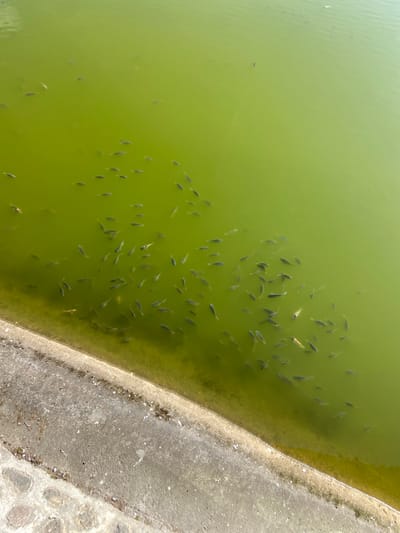 This media file shows a flock of small fish swimming in murky green water. The water appears to be a pond or a shallow body of water. The fish are concentrated in the middle and right side of the frame, with a few scattered throughout the left. A concrete embankment lines the right edge of the water. The embankment is rough and uneven, with some debris scattered on its surface. The overall impression is of a natural setting, possibly a park or a garden, where the fish are a prominent feature. The light suggests it's daytime, and the water condition indicates it may be a natural habitat, or perhaps a man-made pond that is not regularly maintained. There are no people or specific objects visible in the scene, only the fish and the embankment. The location context points to Sukasada, Indonesia, suggesting a tropical or subtropical climate.