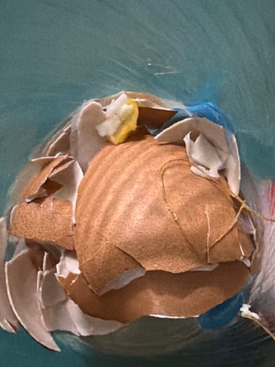 The image shows a close-up of a pile of cracked brown and white eggshells in what appears to be a plastic bag. A small piece of yellow material, possibly lemon, is visible at the top. A blue object, likely plastic, is also present within the bag. The background is a mottled teal color, suggesting an out-of-focus environment. There is no indication of a specific location in Tupah, Indonesia, or any people present. The scene is static and depicts discarded materials.