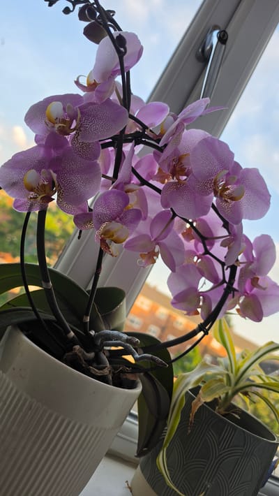 A close-up shot features a potted orchid with light purple, speckled petals blooming near a window. The window frame and a handle are visible in the background, alongside a blurred view of buildings and greenery suggesting an urban setting. To the right of the orchid, another potted plant with variegated leaves is also visible. The photo is taken from a low angle, highlighting the floral arrangement against a backdrop of sky and city architecture.