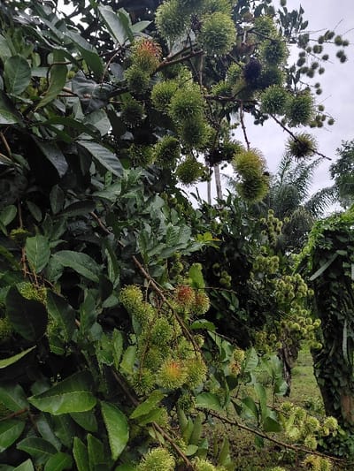 Lush foliage dominates the scene, showcasing a rambutan tree heavily laden with unripe, green fruit. The spiky rambutan clusters hang amidst the leaves, some showing a hint of red. Various branches with leaves interweave, creating a dense canopy. The sky is visible in the background, suggesting an outdoor setting.