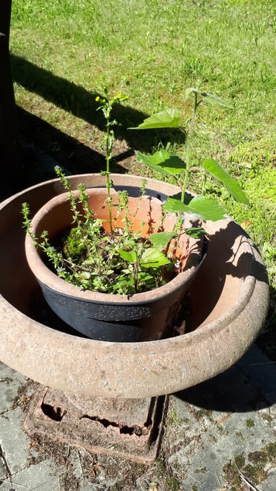 The image shows a plant pot containing several small plants with green leaves and some with tiny blue or yellow flowers. The pot is made of a light brown, textured material and sits inside another larger, similar pot. The plants appear to be growing in soil within the inner pot. The scene is outdoors, with green grass and shadows visible in the background, suggesting a sunny day. The pots are placed on a paved area with some debris and moss. No people or specific landmarks of Daugavpils, Latvia are visible in the image.