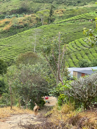 The image shows a verdant terraced hillside, likely a tea plantation, in Trường Thọ, Vietnam. A small, corrugated metal-roofed structure is visible amid the dense greenery. A path runs along the edge of the hillside. A tan-colored dog stands on the path near some vegetation. On a concrete surface next to the path, there's a red bucket and other items.